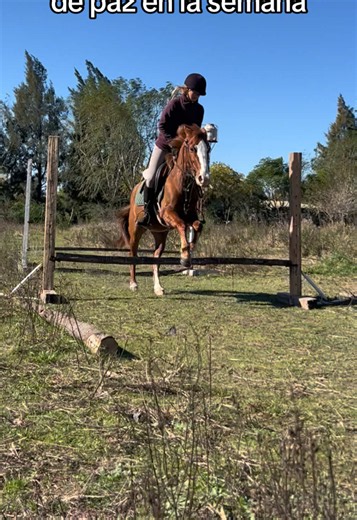 Equestrian Life: A Peaceful Moment
