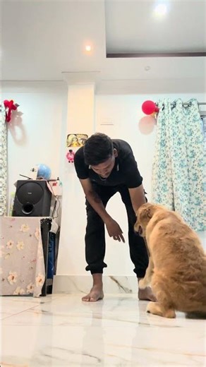 Golden Retriever Dog Obedience Training #youtubeshorts #goldenretreiver #youtube #india #dogtraining