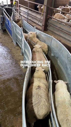 Want equipment that will help you handle your sheep easier?