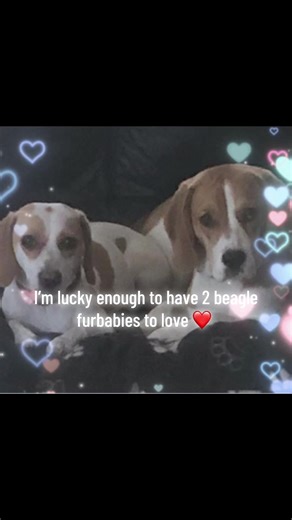 Dogs love us far more than they love themselves and they give us the best welcomes ❤️ #dogtok #beagletok #bestfriend #dogtherapist #fyp