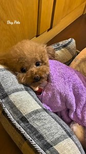 249K views · 10K reactions |  #406duong3thang2 #duypets #grooming #poodle #bichon | Duy Trương | Facebook