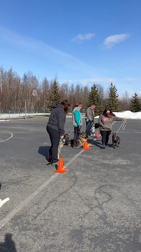Giving a CGC test in the park to the local search and rescue dog club | Dog Works Training Company: Alaska Dog Works
