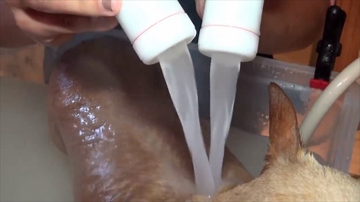 Thera-Clean Microbubble skincare technology is an advanced therapy bath for dogs who suffer with acute skin disorders and allergies. This amazing new technology only uses natural plant based enzymes to assist in lifting up debris from your dog's pores allowing your pup to live a happier and healthier life! Call or Message us TODAY! 💦 Janry Pet Resort 470 NJ-173 Stewartsville, NJ 08886 908-479-6132 #petcare #doggydaycare #doggrooming #pets #ilovemydog #doglover #theraclean #dogallergies | Janry 