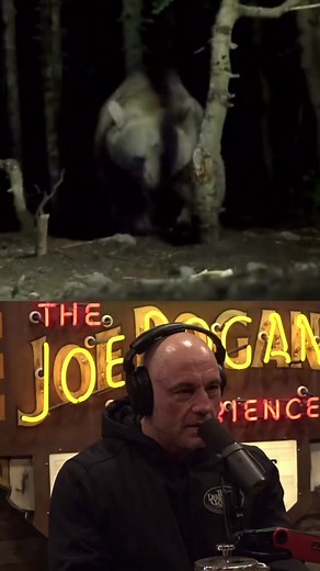 Ĵoe Rogan Reacts to HUGE Grizzly Bear 😳 #animals #joerogan #reaction #nature
