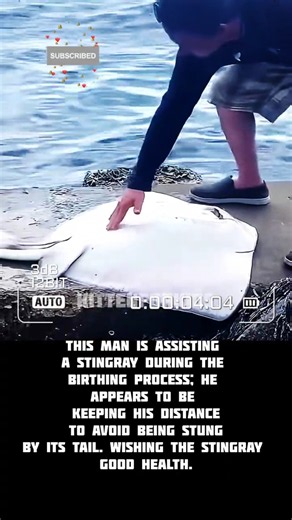This man is assisting a stingray during the birthing process