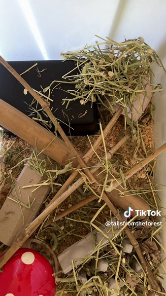 Caring for Young Mice: Tips and Temporary Housing