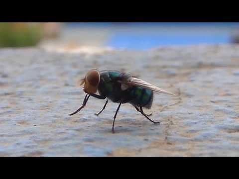 Fly Urination | Watch how fly urinates ?