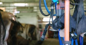 Heavy swinging milking machine cow milk collector on support rails with cattle in out of focus background