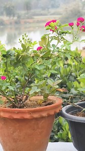 12K views · 274 reactions | Rose Plant Care Chronicles: Tips, Tricks, and Updates Join me on my journey of nurturing beautiful roses! From pruning to watering schedules, I'll share valuable insights and updates on caring for rose plants. Let's cultivate flourishing blooms together!  #RoseCare #GardeningTips #PlantCare #RoseGarden #GreenThumb #BloomingBeauty #FloralUpdates #GardenLife#garden | Ghosh Garden | Facebook