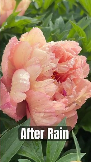 Peonies After Rain 🌸 Zone 5b May Bloom Calendar