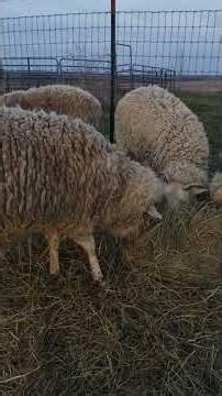 Lively Leaping Lambs!