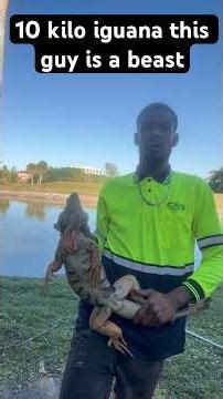 Solo Iguana Manhunt: Catching Florida’s Reptiles with Bare Hands & a Pole” #iguana #floridawildlife