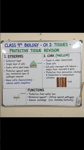 This is rapid revision for protective tissue of chapter tissue | Class 9th| Biology#rapidrevision#vk
