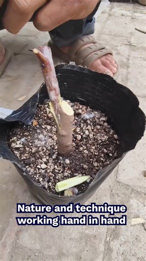 45K views · 44 reactions | Amazing Tree Grafting Technique Explained | ManMade | Facebook