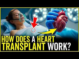 How Does a Heart Transplant Work? From Organ Donation To Surgery