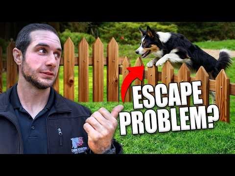 How to Train Dog to Stay In Yard (Without a Fence!)