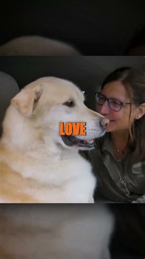 This Overweight Dog Defied the Odds: His Transformation Is Unforgettable! ❤️