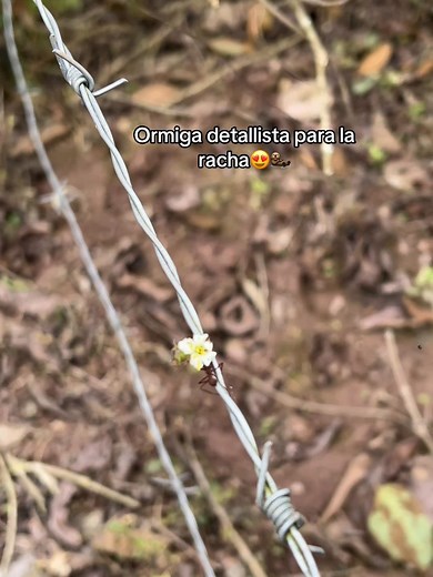 Hormiguita detallista para la racha activa