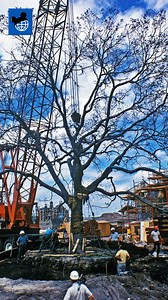 Welcome former Walt Disney Imagineer Scott Girard on our third episode of The WDW Connection Show! 🎙 As a landscape architect, Scott played a crucial role in making Walt Disney World a beautiful destination. He spent decades with the company creating (and growing!) the magic. Notably, he had the opportunity to meet Walt Disney and worked closely with Roy Disney during the construction of Walt Disney World. He shares the fascinating story of his involvement in relocating the Liberty Oak tree fro