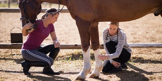 Horse Lameness: Types, Causes, and Treatments