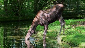 The Moose or Elk, Alces Alces is the Largest Extant Species in the Deer Family. Stock Video - Video of wood, outdoor: 433394345