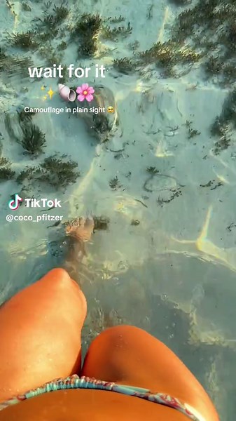 Explore the Beauty of Bahamas Shells