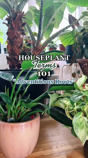 Adventitious Roots in Houseplants Explained