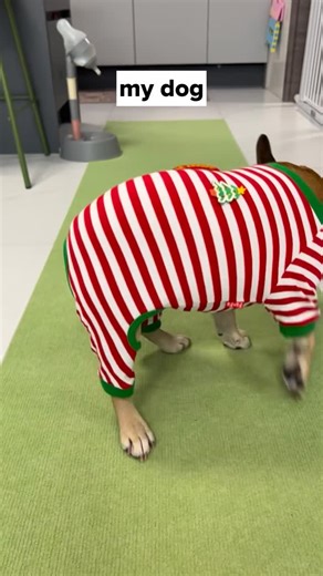 French Bulldog Community on Instagram: "He choose peace #frenchbulldog #mydog #christmas"