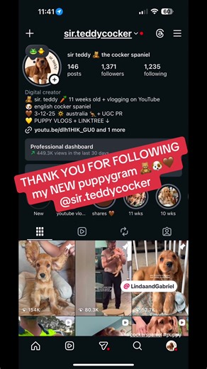 Made a new puppygram for my English cocker spaniel and already hit over 1000 followers since the end of January 2026 🤩🥳😱😱 #followers #cockerspaniel #fyp #puppies #dog @LindaandGabriel