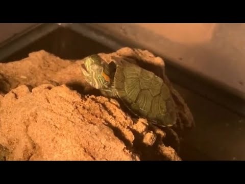 Turtle Making Noises: Turtle with Respiratory Infection making clicking sounds