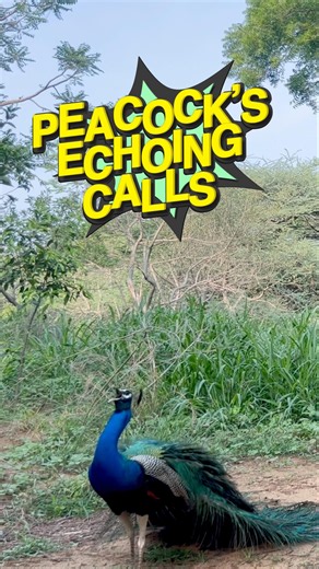 Why Did This Peacock Call So Loud? Then It Did Something Amazing! 🦚 #trending #naturelovers #shorts
