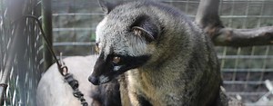 Kopi Luwak, el café más exótico del mundo