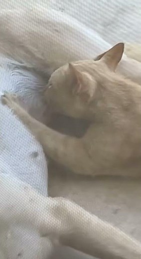 Cat Sucking Dog | Thats just weird :D