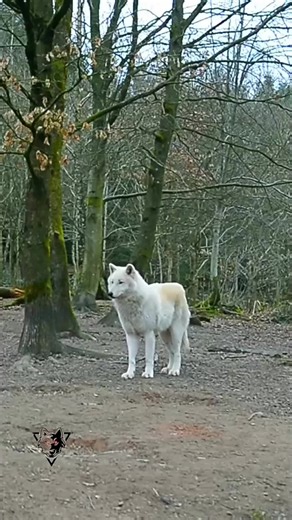 Exploring the Life of Wolves in Nature