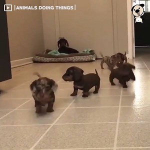 39K views · 678 reactions | Sign Me Up For This Playdate! Anyone Else?  | Animals Being Cute | Facebook