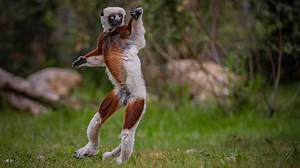 241K views · 7.3K reactions | After travelling almost 4,000 miles to their new home, these ‘dancing’ lemurs are already showing off their moves!  | BBC Earth | Facebook
