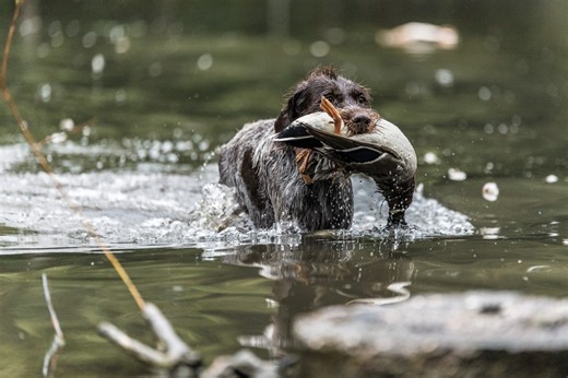 Kansas duck zones may change soon, what to know