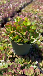 Mini Jade, Small Leafed Jade Tree, Dwarf Jade Plant - Etsy