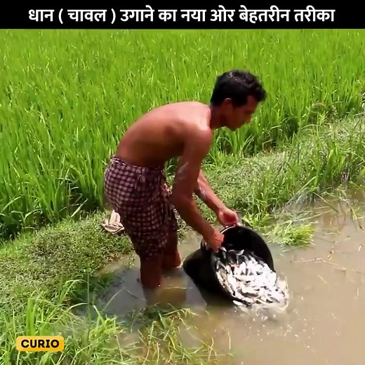 269K views · 2.8K reactions | New way of farming - RICE FISH FARMING | CURIO FACT | Facebook