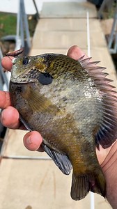 Bluegill pot pie (catch clean cook) #cooking #fishing #outdoors #easyrecipe #cheapprice #seafoodlover | Wade Fishez