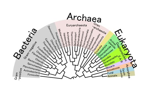 使用MAFFT多序列比对、MEGA进化分析及TBtools结构域可视化【生物信息学】