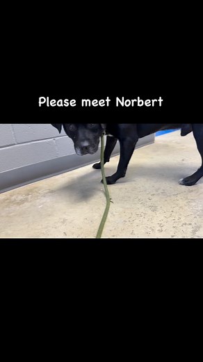 I’ve been volunteering in shelters for 13 years and have seen a lot of things. Good things and very bad things. And then I met Norbert and experienced a whole different level of pain. One I haven’t had in quite a long time. How a dog at this point in his life ends up in a rural county shelter is beyond me. Completely bewildered and confused and terrified. Shaking. Blind. Obviously distressed. 100% potty trained and sticking to what he knows despite the pain. Incredibly sweet. Incredibly loving d