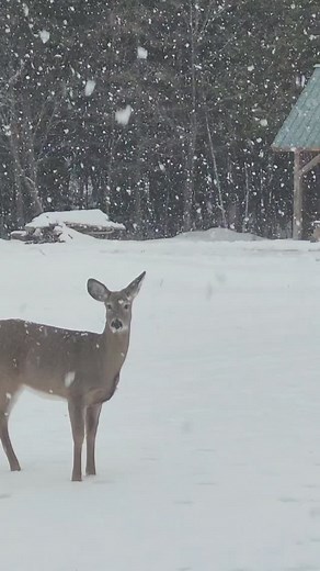 Shhhh.... | Lisa Kelly