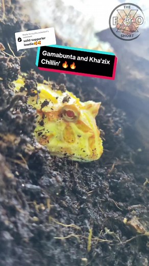 Exotic Pets: Gamabunta and Kha'zix Relaxing Together