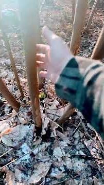 Coppicing hazel #homesteading #firewood #selfsufficiency