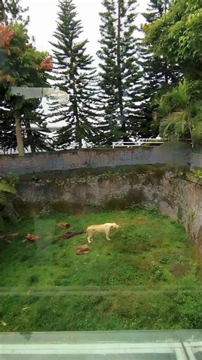 This is the sound of an angry tiger #tiger #wildanimal #children'svideo #shorts