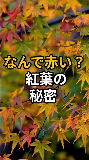 なぜ秋に葉は赤くなるの？