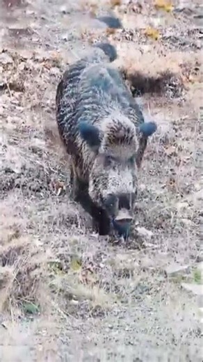 Boar Hunting in the Wild | Big Game Hunting Adventure & Survival Skills#BearHunting #BigGameHunting