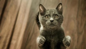 Savaitės horoskopas: darbo tempas greitės