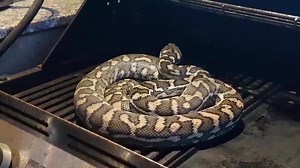 22M views · 41 reactions | Imagine opening up your grill to this...   Via Daily Picks and Flicks | AOL | Facebook